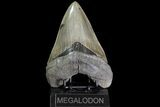 Megalodon Tooth - Great Enamel & Serrations! #76661-1